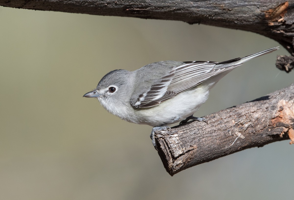 Plumbeous Vireo - William Higgins