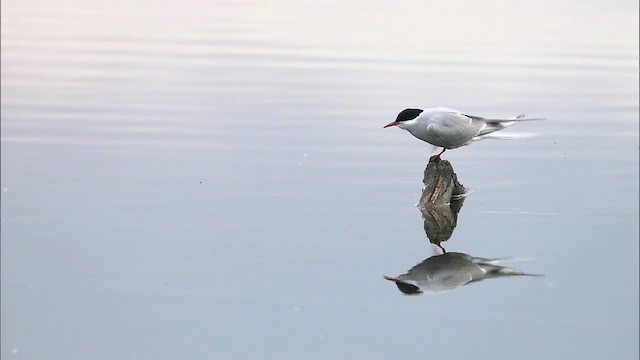 Arctic Tern - ML463679