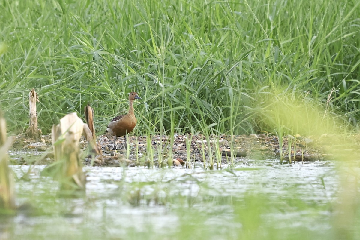 Lesser Whistling-Duck - Supawit Srethbhakdi