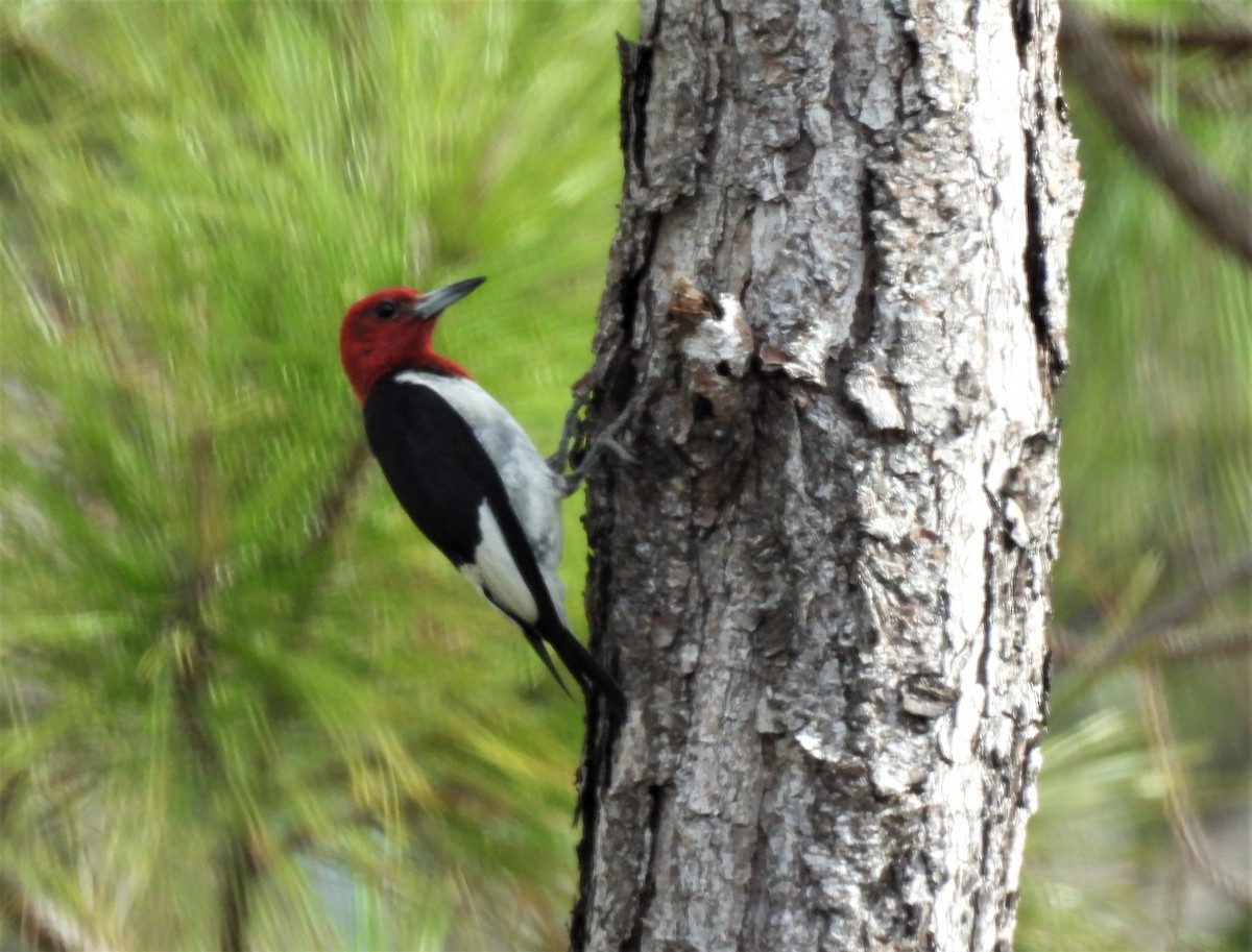 Red-headed Woodpecker - LYNN PELLETREAU