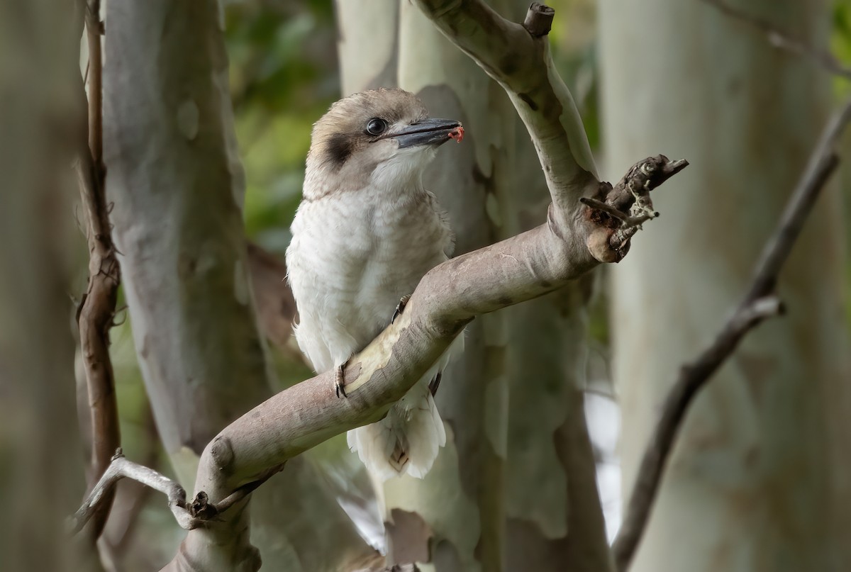 Laughing Kookaburra - ML463680751