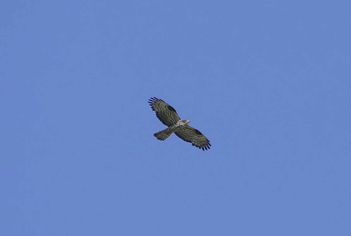 European Honey-buzzard - ML463681181