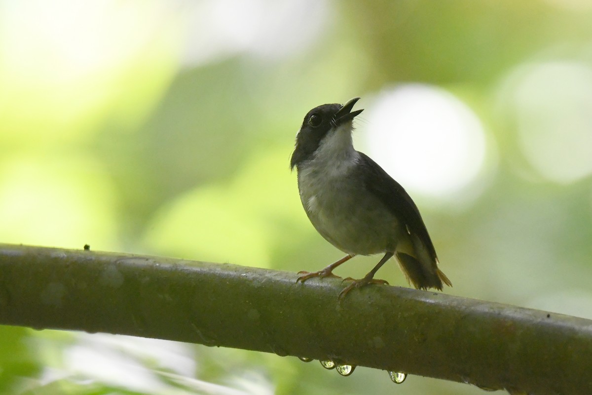 Little Slaty Flycatcher - ML463681391