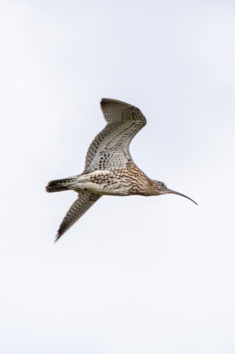 Kurlinta handia - ML463681851