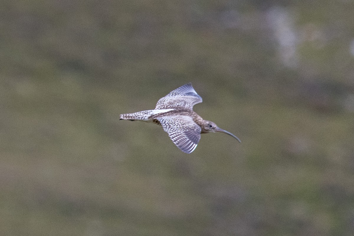 Kurlinta handia - ML463681861