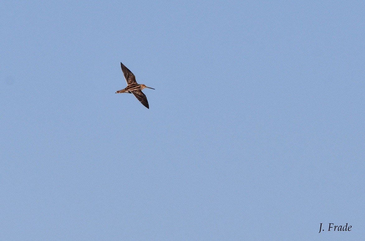 Common Snipe - ML463681881