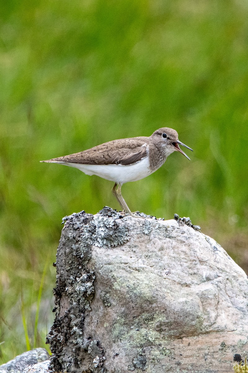 Kuliska txikia - ML463681891