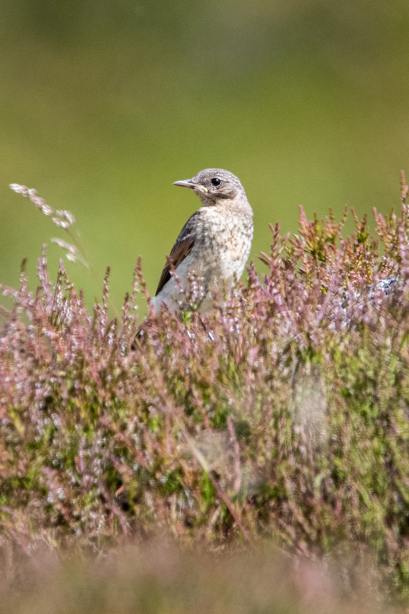 Buztanzuri arrunta - ML463682091