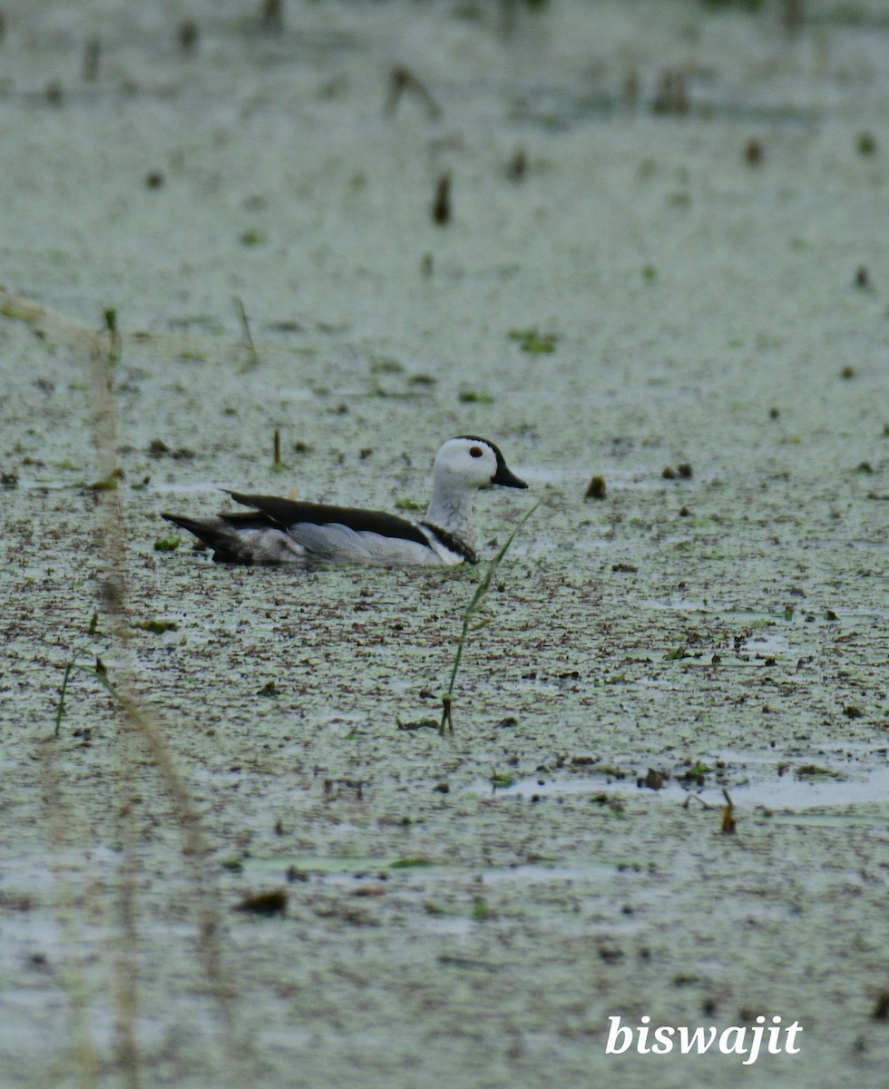 Cotton Pygmy-Goose - ML463682391