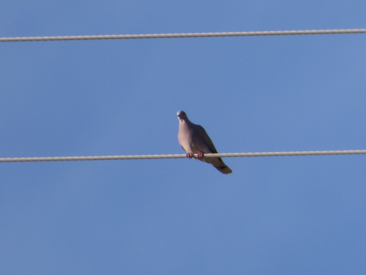 European Turtle-Dove - ML463683301