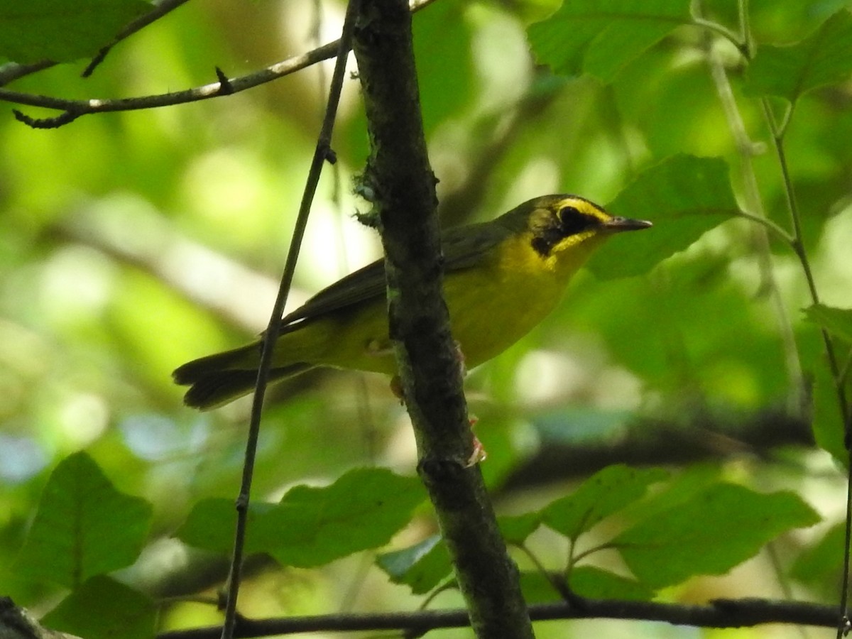 Kentucky Warbler - ML463684081