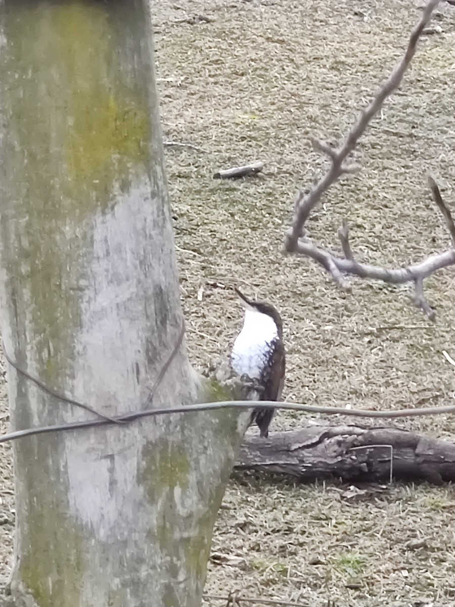 White-throated Treerunner - ML463684451