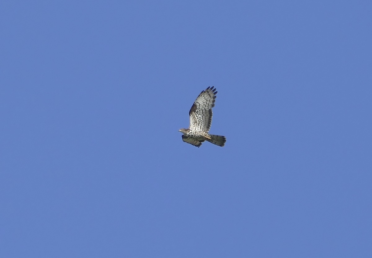 European Honey-buzzard - ML463685111