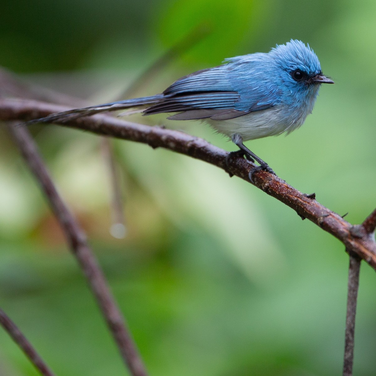 African Blue Flycatcher - ML463685451