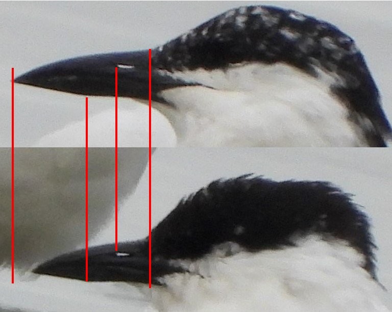 Australian Tern - Adrian Walsh