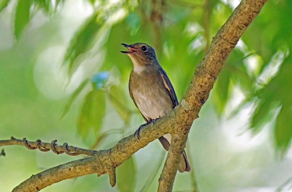 Dark-sided Flycatcher - toshiaki sasama