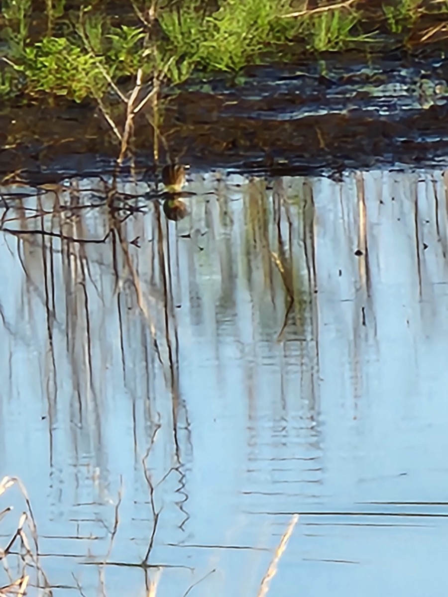 Wilson's Snipe - ML463685831