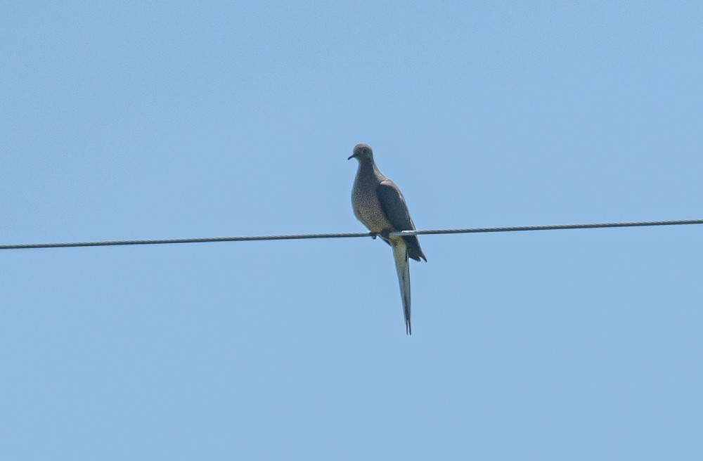 Mourning Dove - ML463686961