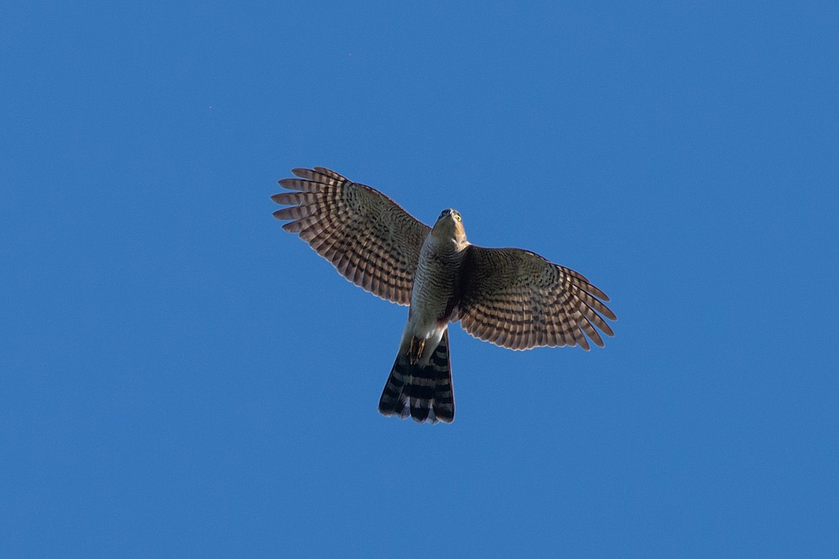 Sharp-shinned Hawk - ML463688251