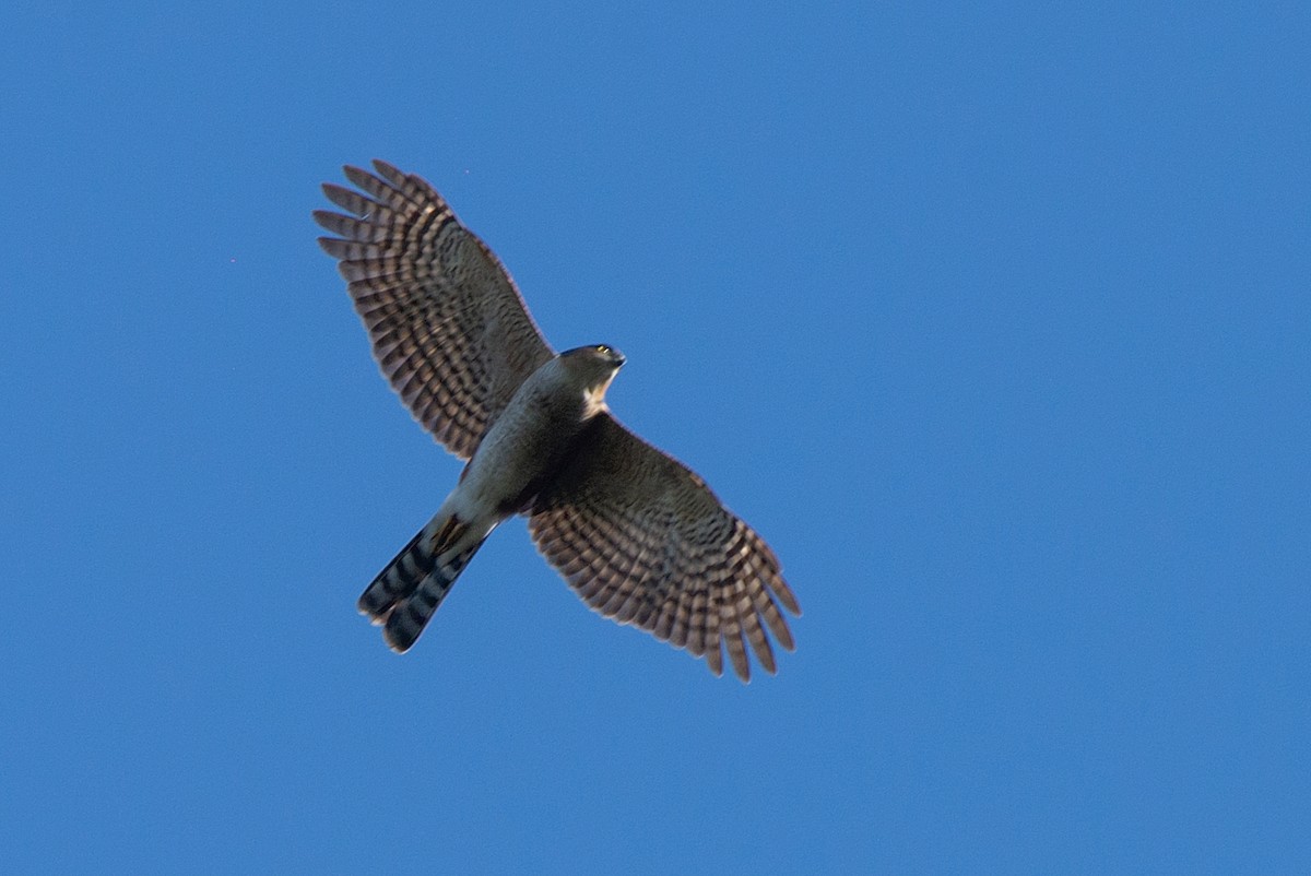 Sharp-shinned Hawk - ML463688261