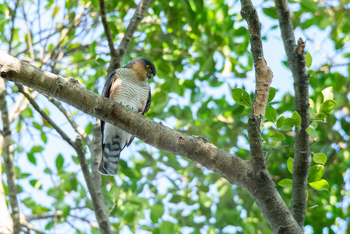 Sharp-shinned Hawk - LUCIANO BERNARDES