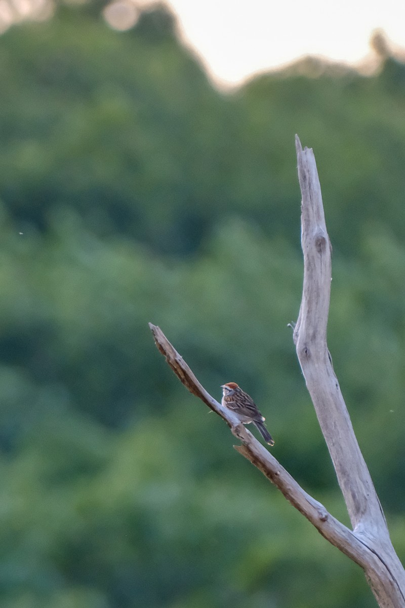 Chipping Sparrow - ML463689181