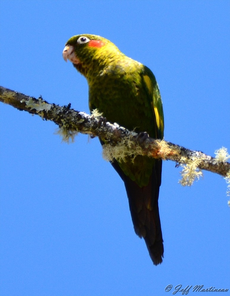 Sulphur-winged Parakeet - Jeff Martineau