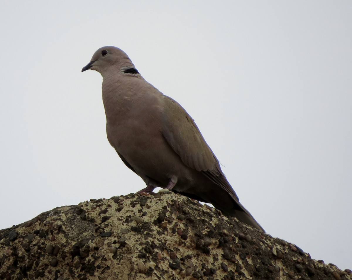Eurasian Collared-Dove - ML463691511