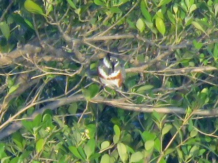 Belted Kingfisher - ML463693321