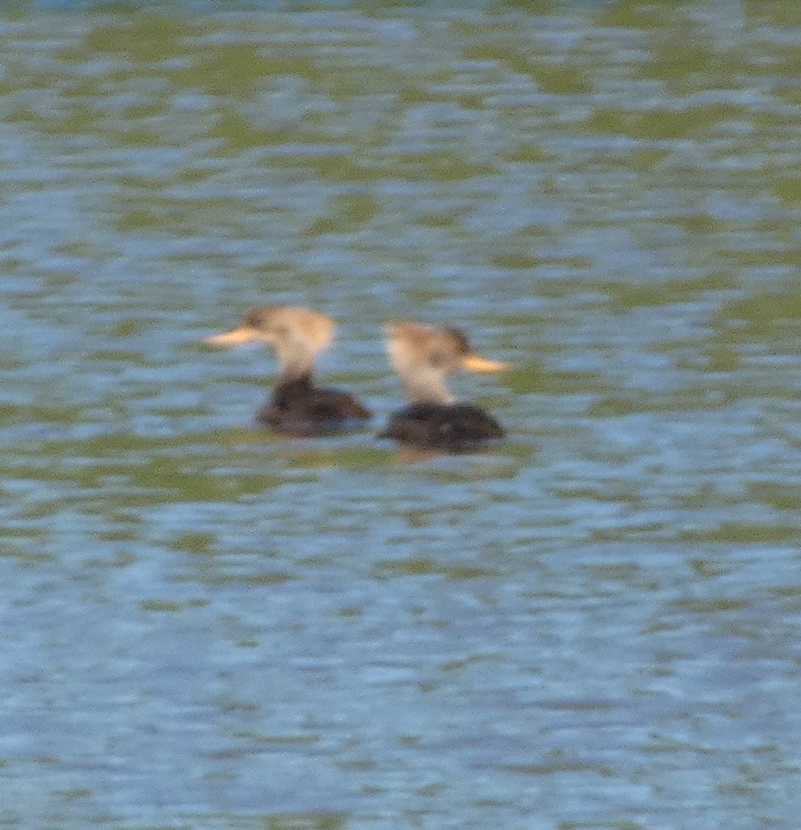 Hooded Merganser - Js Colsmith