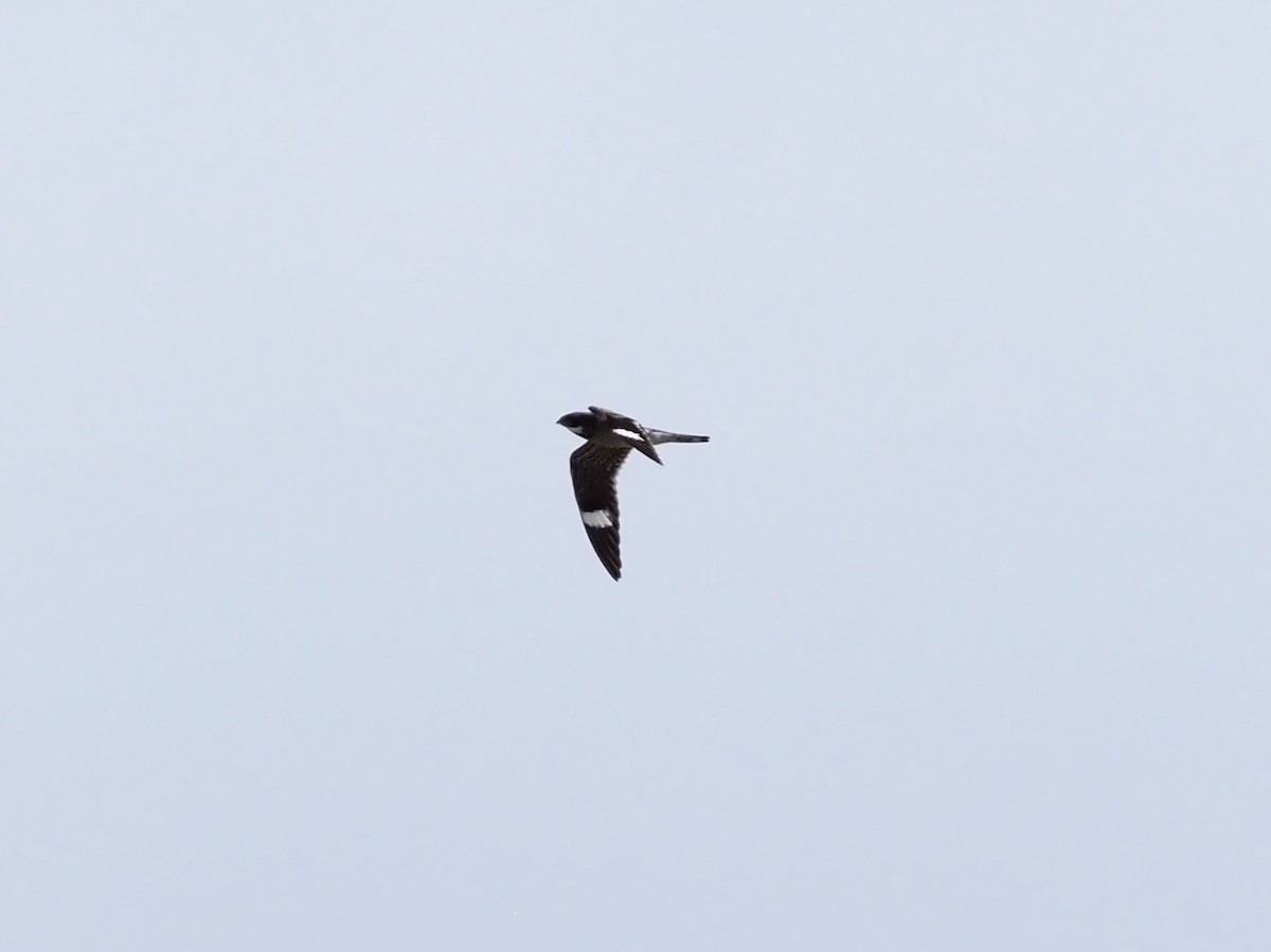 Common Nighthawk - ML463695261