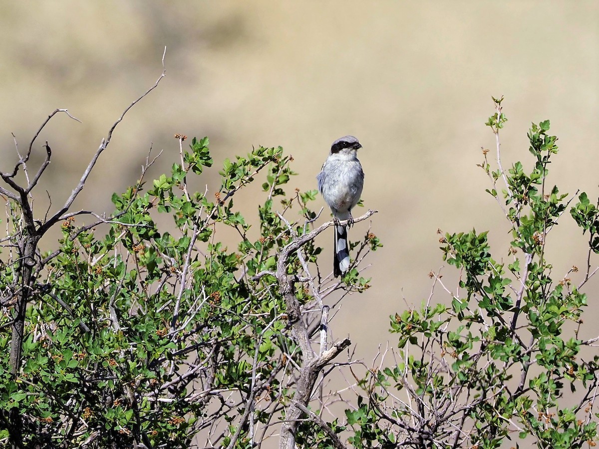 Loggerhead Shrike - ML463695271