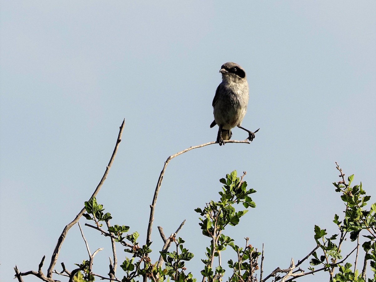 Loggerhead Shrike - ML463695301