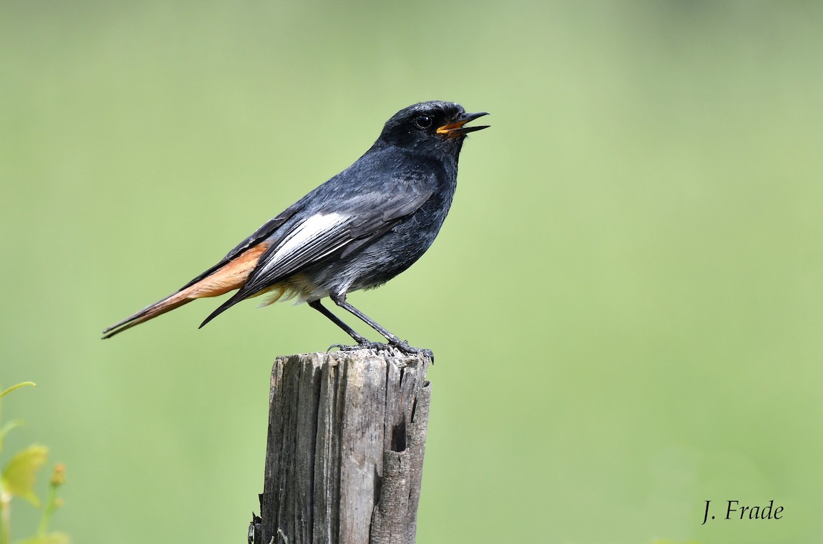 Black Redstart - ML463695641