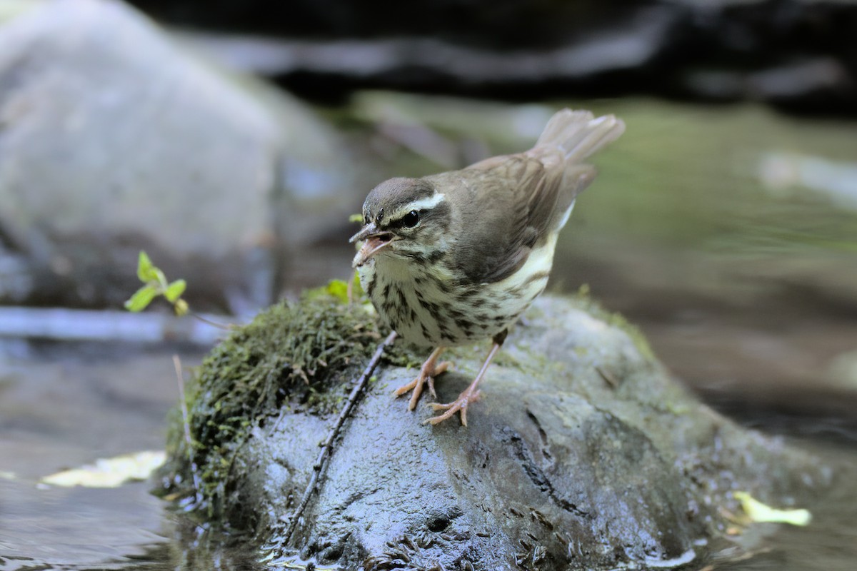 Louisiana Waterthrush - ML463696121