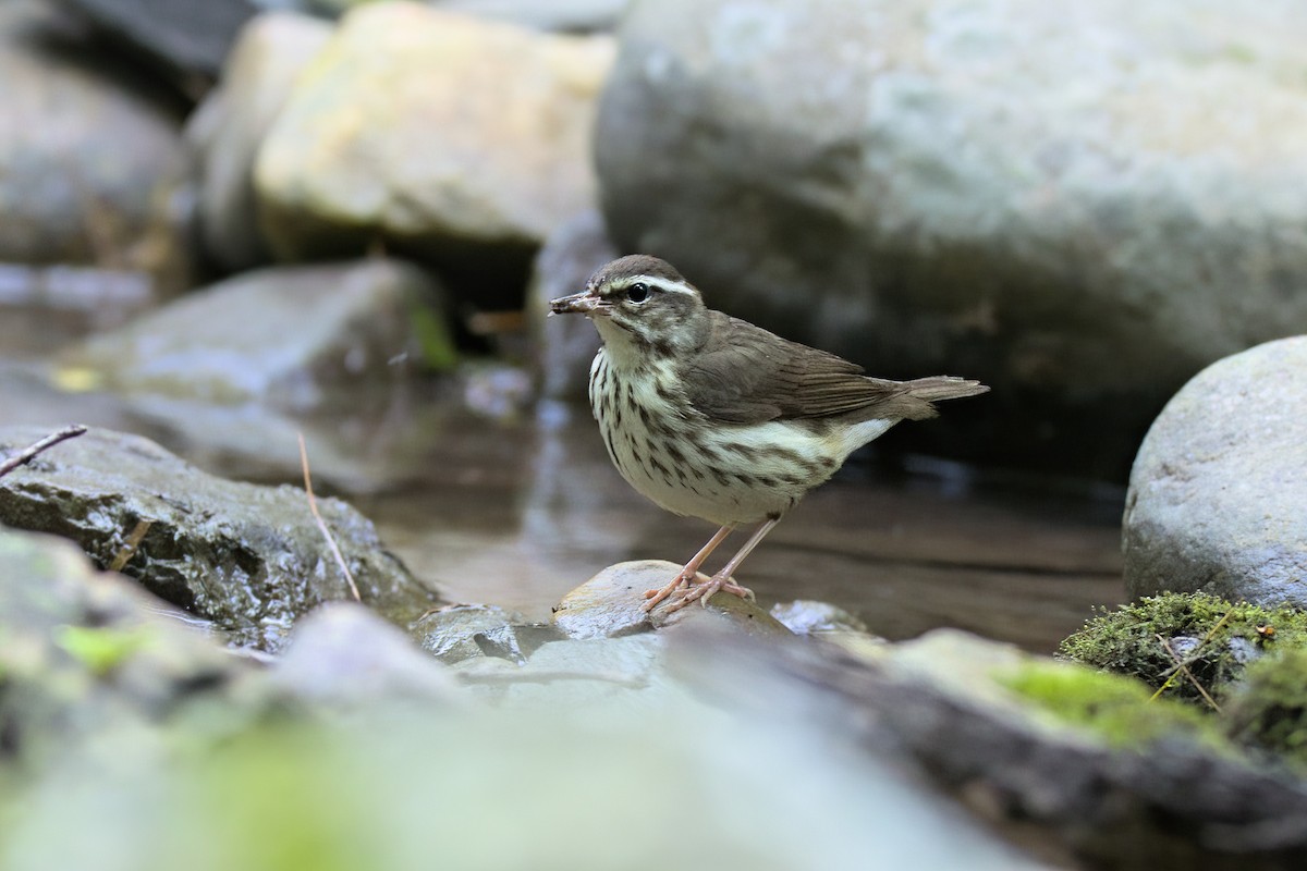 Louisiana Waterthrush - ML463696131