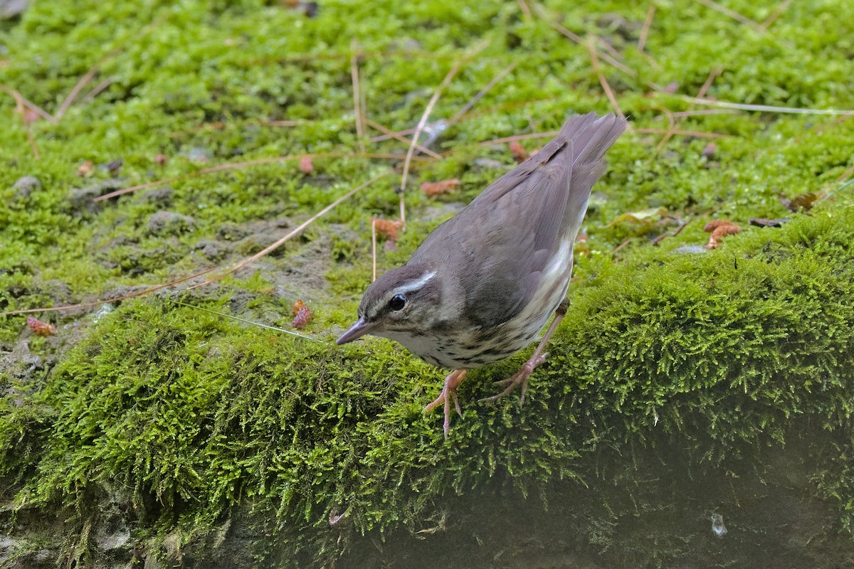 Louisiana Waterthrush - ML463696151