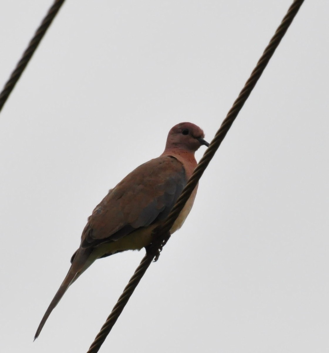 Laughing Dove - ML463699251