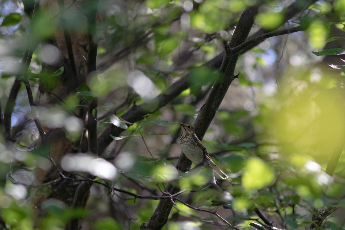 Swainson's Thrush - ML463701501