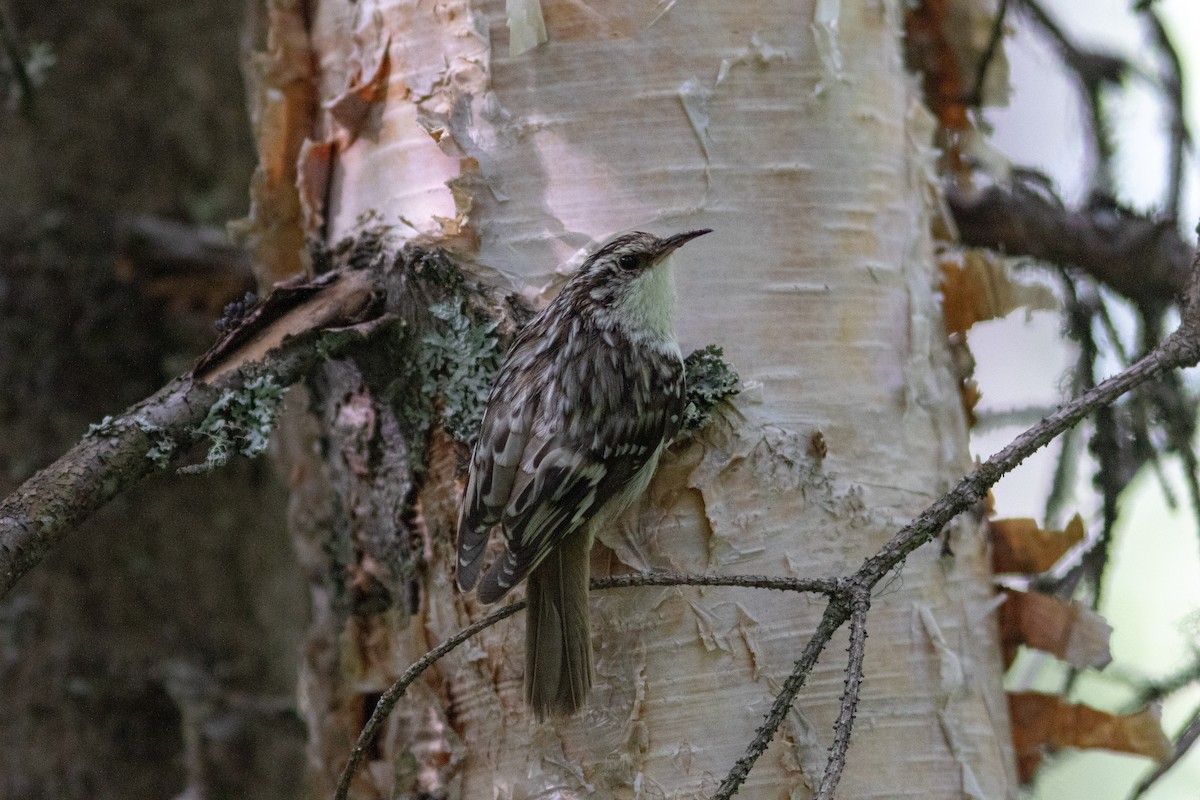 Brown Creeper - ML463703031