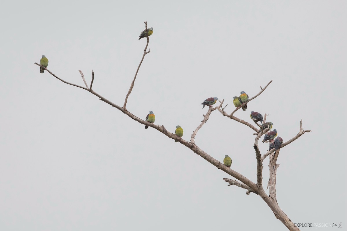 Little Green-Pigeon - Wai Loon Wong