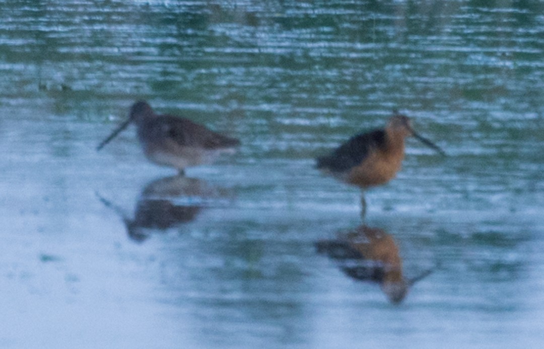Long-billed Dowitcher - ML463703681