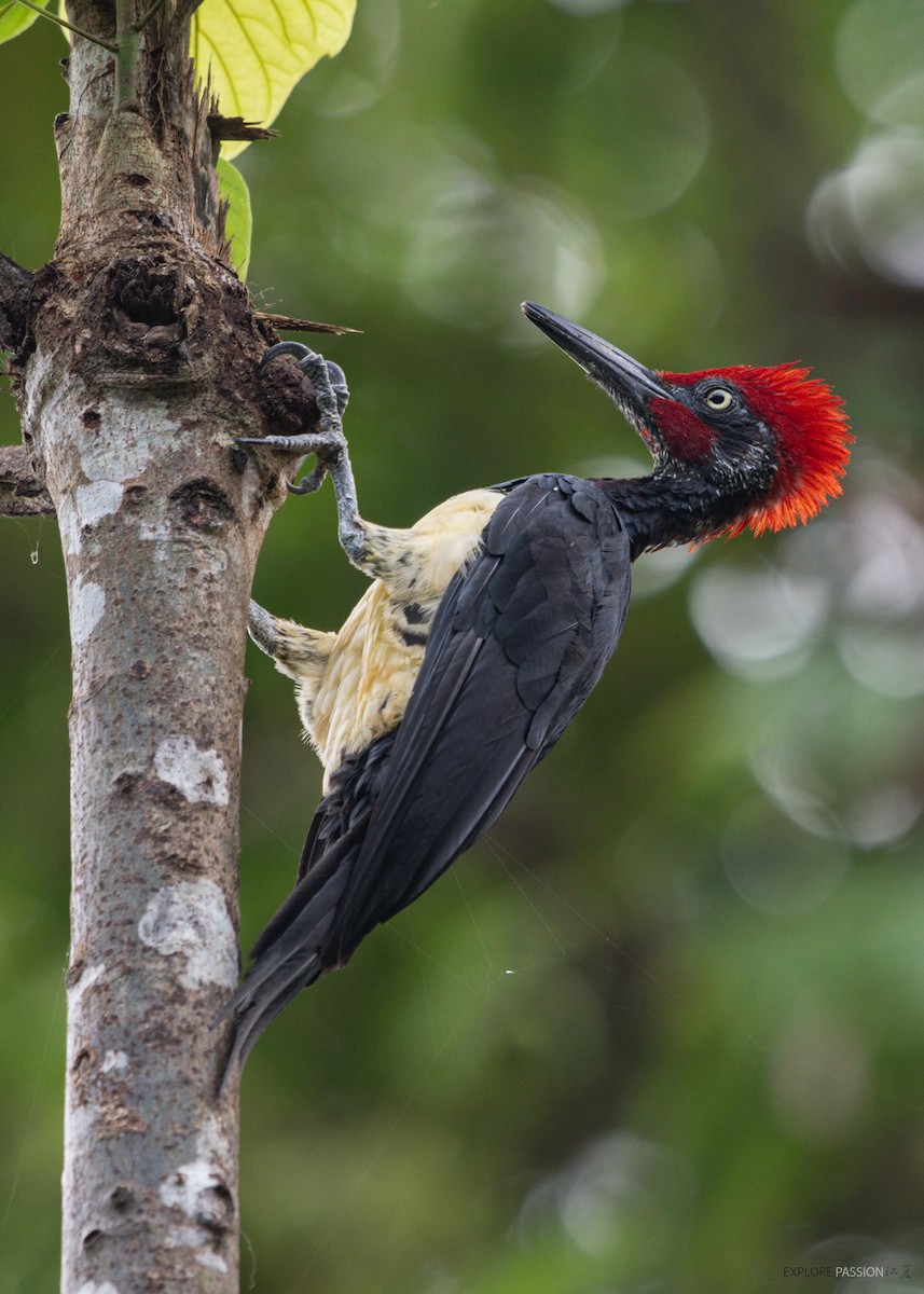 White-bellied Woodpecker - Wai Loon Wong