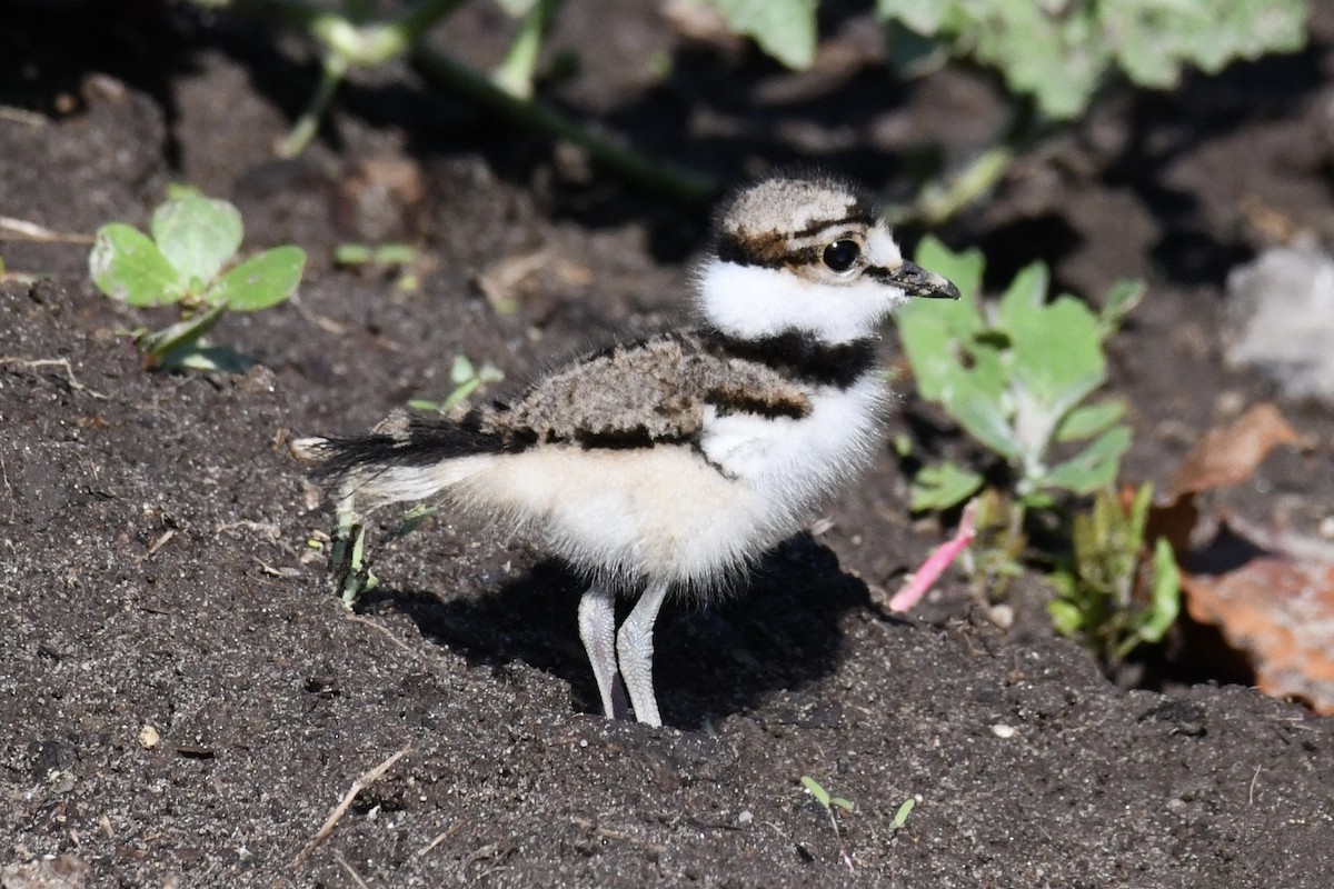 Killdeer - ML463704141