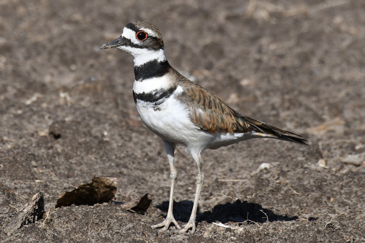 Killdeer - ML463704171