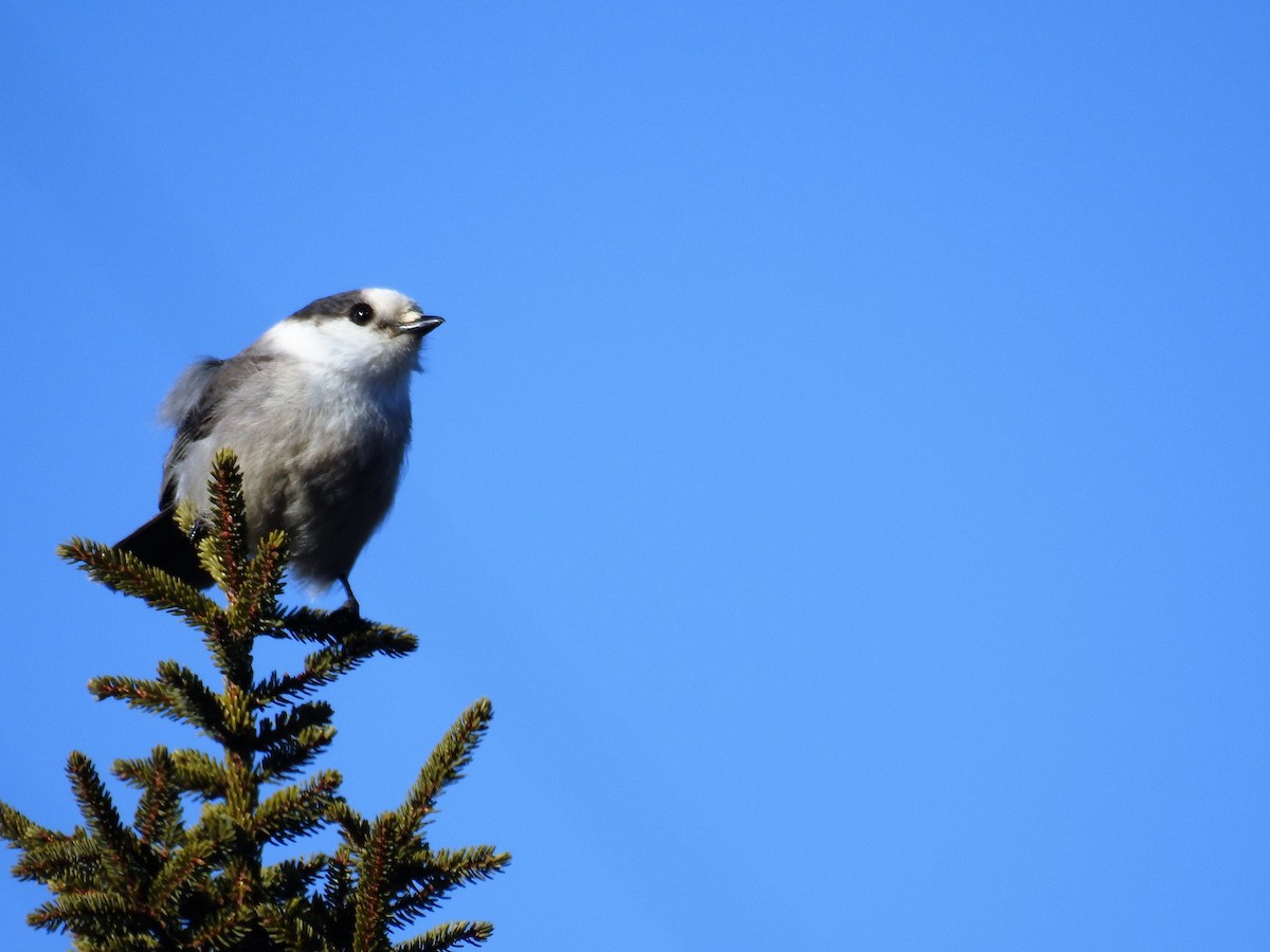 Canada Jay - Sylvia Craig