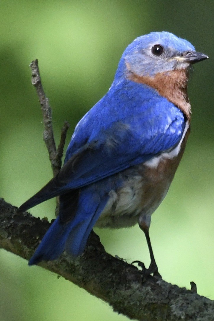 Eastern Bluebird - ML463705281