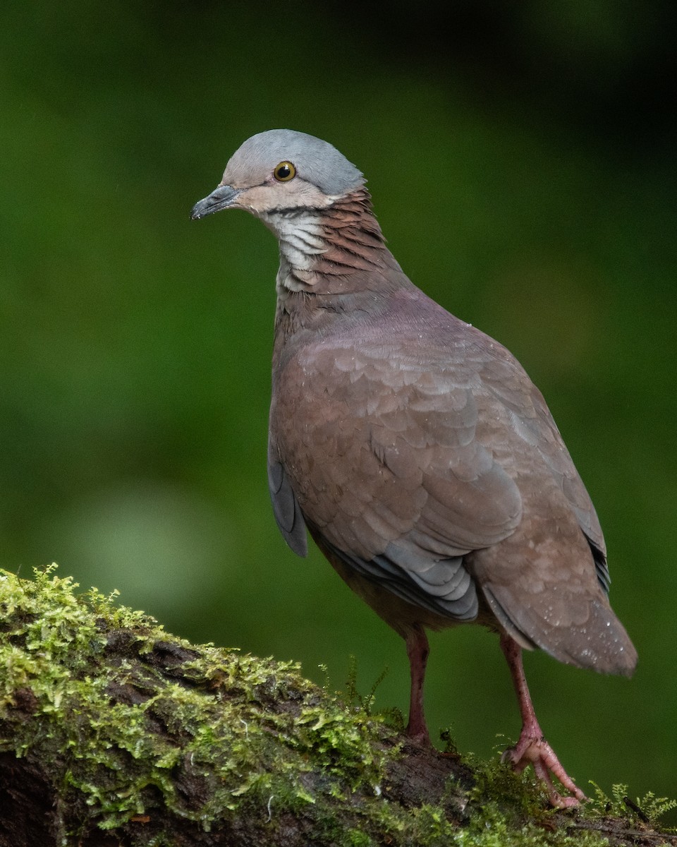 White-throated Quail-Dove - Robert Gundy