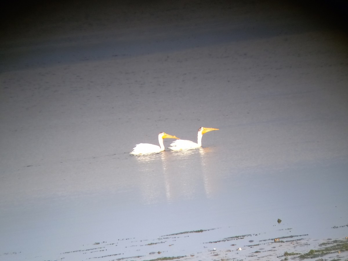 American White Pelican - ML463705621