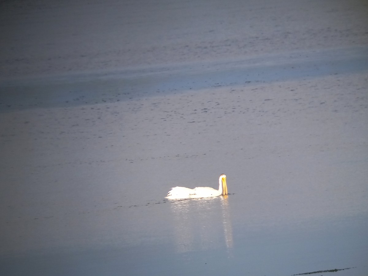 American White Pelican - Dan Stoken